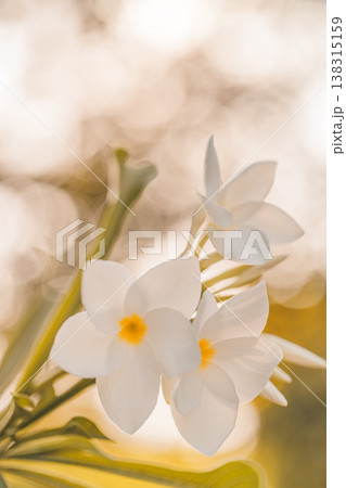 Plumeria tropical floral garden at sunset with exotic frangipani flowers, warm sunlight glow, lush vibrant summer nature background Plumeria tropical floral garden at sunset with exotic frangipani flowers, warm sunlight glow, lush vibrant summer nature background 138315159