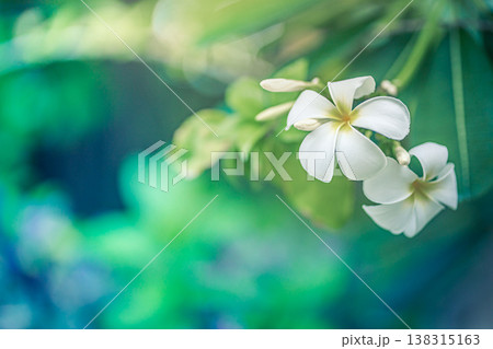 Serene sunrise over plumeria flowers with pastel green and blue foliage, tropical garden nature background 138315163