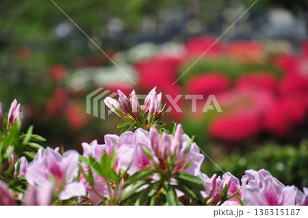 春色に染まるツツジの花 138315187