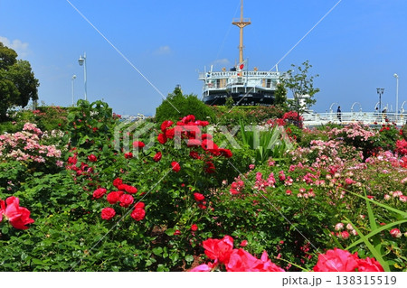 【神奈川県】山下公園のバラと氷川丸 138315519