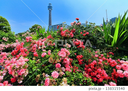 【神奈川県】山下公園のバラと横浜マリンタワー 138315540