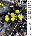 福寿草 138315571