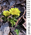 福寿草 138315572