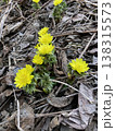福寿草 138315573