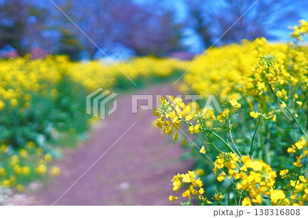 満開の菜の花畑と春の小道 幻想的な青空の背景 満開の菜の花畑と春の小道 幻想的な青空の背景 138316808