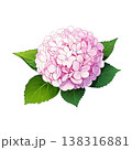 ピンクのアジサイ 138316881