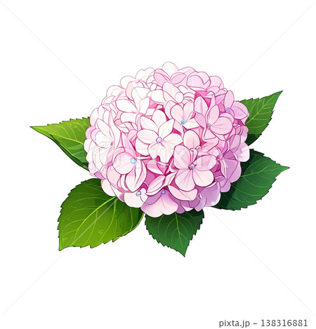 ピンクのアジサイ 138316881