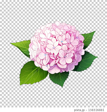 ピンクのアジサイ 138316881