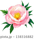 ピンクの牡丹 138316882