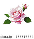 ピンクのバラとつぼみ 138316884