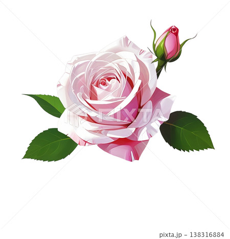 ピンクのバラとつぼみ 138316884