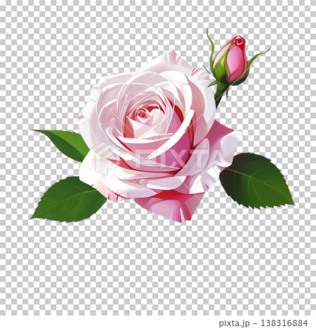 ピンクのバラとつぼみ 138316884