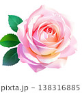 ピンクのバラ 138316885