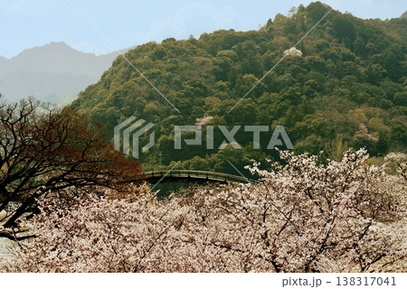 満開の桜の先に見える錦帯橋 満開の桜の先に見える錦帯橋 138317041
