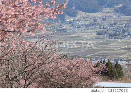 山里を背景にした満開の桜 138317058