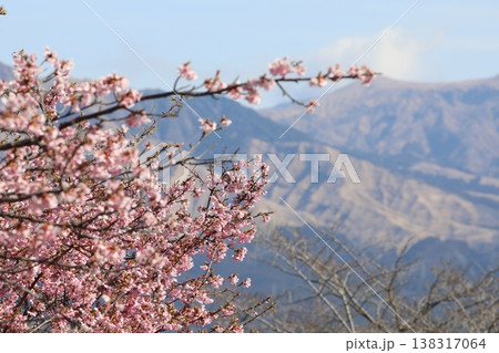 山を背景にした満開の桜 138317064