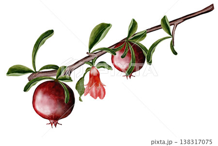 Branch pomegranates, flowers and leaves watercolor illustration. Realistic botanical illustration on a white background. Perfect for packaging design, organic cosmetics, invitations, and wellness 138317075