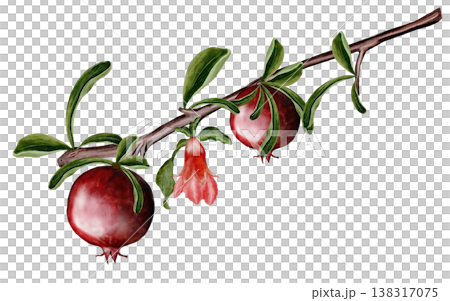 Branch pomegranates, flowers and leaves watercolor illustration. Realistic botanical illustration on a white background. Perfect for packaging design, organic cosmetics, invitations, and wellness Branch pomegranates, flowers and leaves watercolor illustration. Realistic botanical illustration on a white background. Perfect for packaging design, organic cosmetics, invitations, and wellness 138317075