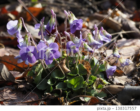 多くの花をつけるニオイタチツボスミレの株 138317557