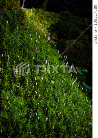 北八ヶ岳・にゅうと中山間の原生林のコケ 138317589