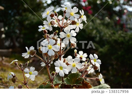 雲南桜草の花 138317956