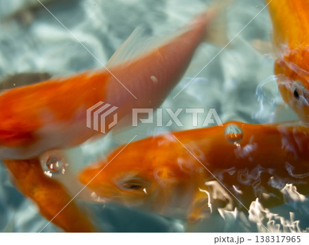 金魚たち 138317965