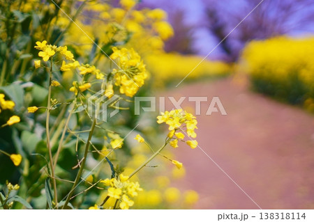 黄色い菜の花に囲まれた散歩道 晴天の春 黄色い菜の花に囲まれた散歩道 晴天の春 138318114
