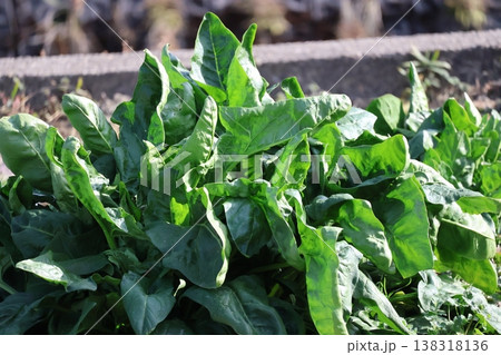 緑のほうれん草の栽培されている畑の風景 138318136