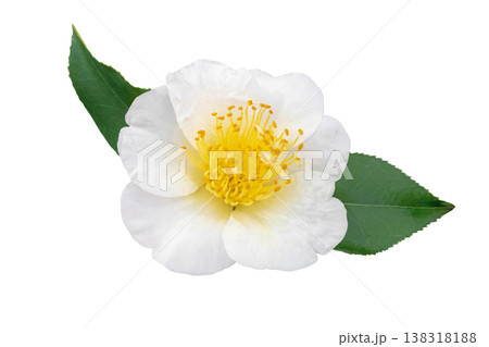 White camellia japonica single flower with leaves isolated on white background 138318188