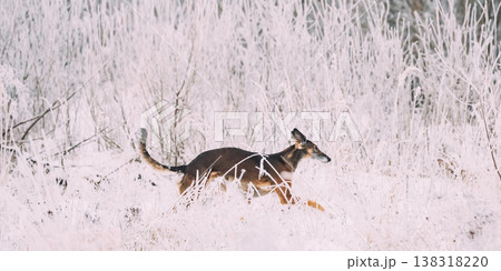 Dog running through tall frosted grass in a winter landscape. Hunting Sighthound Hortaya Borzaya Dog During Hare-hunting At Winter Day In Snowy Field Dog running through tall frosted grass in a winter landscape. Hunting Sighthound Hortaya Borzaya Dog During Hare-hunting At Winter Day In Snowy Field 138318220