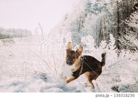 Puppy Of Mixed Breed Dog Playing In Snowy Forest In Winter Day 138318230