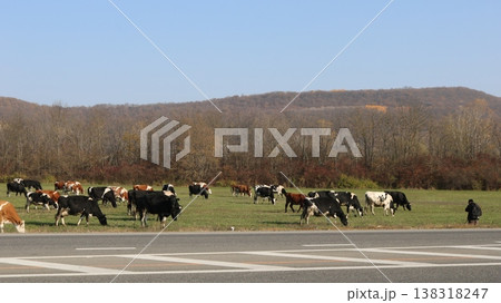 A herd of spotted cows grazing in a meadow beside the road, with a herdsman, seen from behind, standing nearby; dairy cows graze in a field under the watchful eye of a man, situated near a highway 138318247