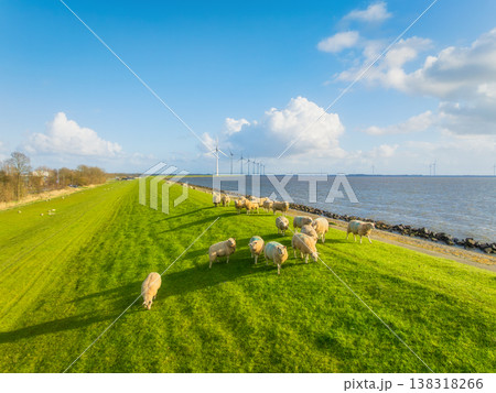 Aerial view of sheep herd on green field with wind turbines near sea and dam. Scenic rural landscape 138318266