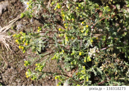 早春の庭に咲く黄色い小さな筒状花のみのノボロギクの花 早春の庭に咲く黄色い小さな筒状花のみのノボロギクの花 138318273