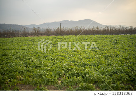 Nakdong River Bicycle Path 138318368