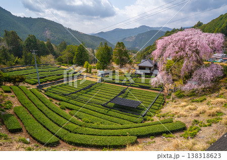 栃沢のしだれ桜と茶畑　静岡県の春 138318623