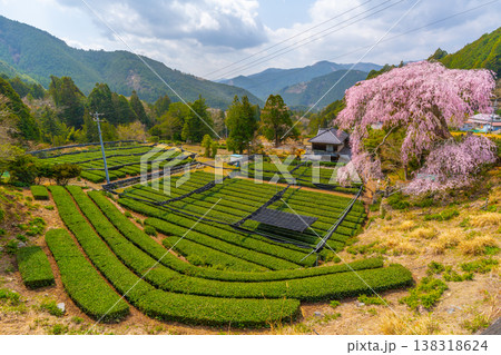 栃沢のしだれ桜と茶畑 静岡県の春 栃沢のしだれ桜と茶畑 静岡県の春 138318624