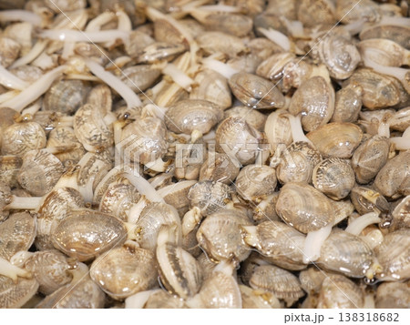 貝 貝殻 殻 138318682