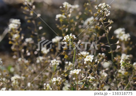 早春の道端に咲く白い小さなナズナの花 138318775