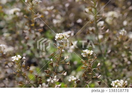 早春の道端に咲く白い小さなナズナの花 138318778
