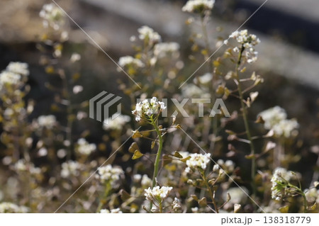 早春の道端に咲く白い小さなナズナの花 早春の道端に咲く白い小さなナズナの花 138318779