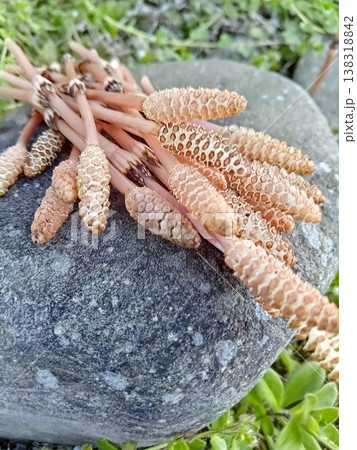 ツクシの坊や ツクシの坊や 138318842