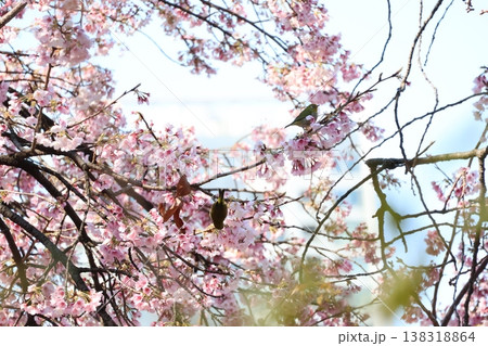 満開の大寒桜の枝にいるメジロたちの風景 満開の大寒桜の枝にいるメジロたちの風景 138318864