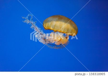 underwater photos of jellyfish chrysaora fuscescens jellyfish pacific sea nettle underwater photos of jellyfish chrysaora fuscescens jellyfish pacific sea nettle 138318905