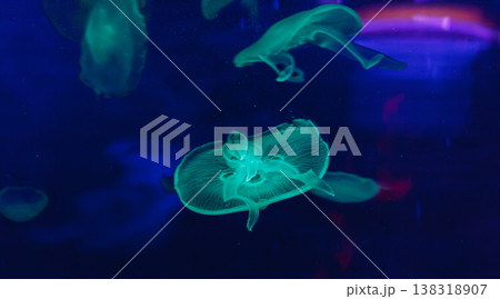 underwater photos of jellyfish aurelia aurita underwater photos of jellyfish aurelia aurita 138318907