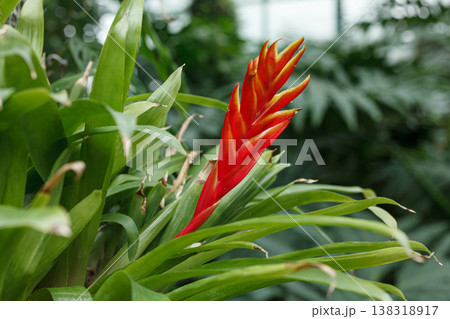 Beautiful red Vriesea floweringup Beautiful red Vriesea floweringup 138318917
