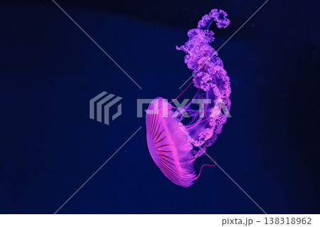 underwater shooting of beautiful Chrysaora hysoscella 138318962