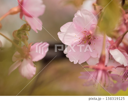 晴れた3月に美しく咲いた濃いピンク色のサクラ「河津桜(カワヅザクラ)」 晴れた3月に美しく咲いた濃いピンク色のサクラ「河津桜(カワヅザクラ)」 138319125