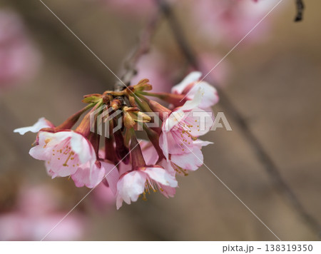 晴れた3月に美しく咲いたピンク色のサクラ「越の加茂桜(コシノカモザクラ)」 晴れた3月に美しく咲いたピンク色のサクラ「越の加茂桜(コシノカモザクラ)」 138319350