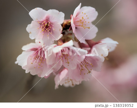 晴れた3月に美しく咲いたピンク色のサクラ「越の加茂桜(コシノカモザクラ)」 晴れた3月に美しく咲いたピンク色のサクラ「越の加茂桜(コシノカモザクラ)」 138319352
